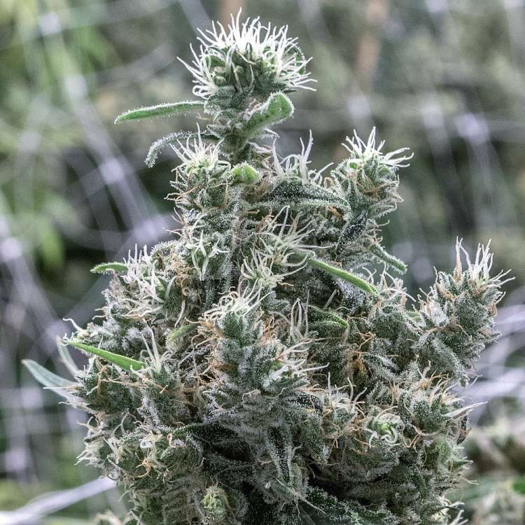 Cannatonic CBD Hanfsteckling
