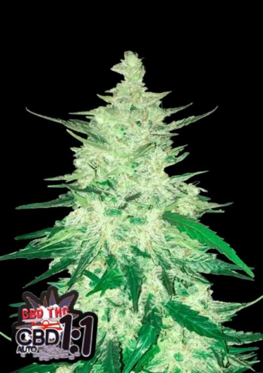 CBD Crack Auto hemp flower thicker bud with black background