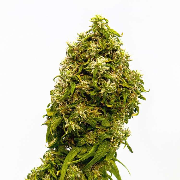 Finola CBD Hanfstecklinge - 5Stk
