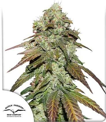 CBD Mazar hemp flower bud and dutch passion logo in the left lower corner