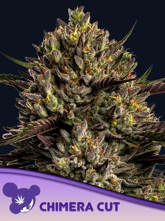 Chimera Cut Cannabisblüte vor schwarzem Hintergrund mit dem Logo einer lilahaarigen Frau von Anesia Seed in der linken unteren Ecke