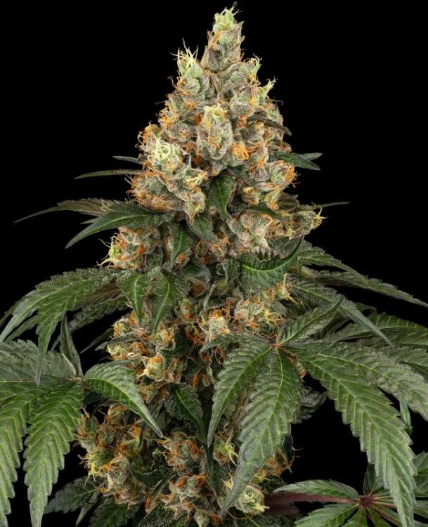 Chocolate Rainbow XXL hemp flower, very thick bud with less leafs