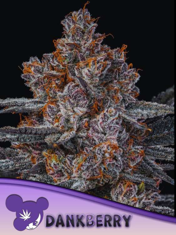 Cannabisblüte der Marke Dankberry vor schwarzem Hintergrund mit dem Logo von Anesia Seed (lila Haare) in der linken unteren Ecke.