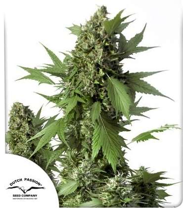 AUTO Duck  cannabis flower and Dutch Passion logo in thhe lower left corner