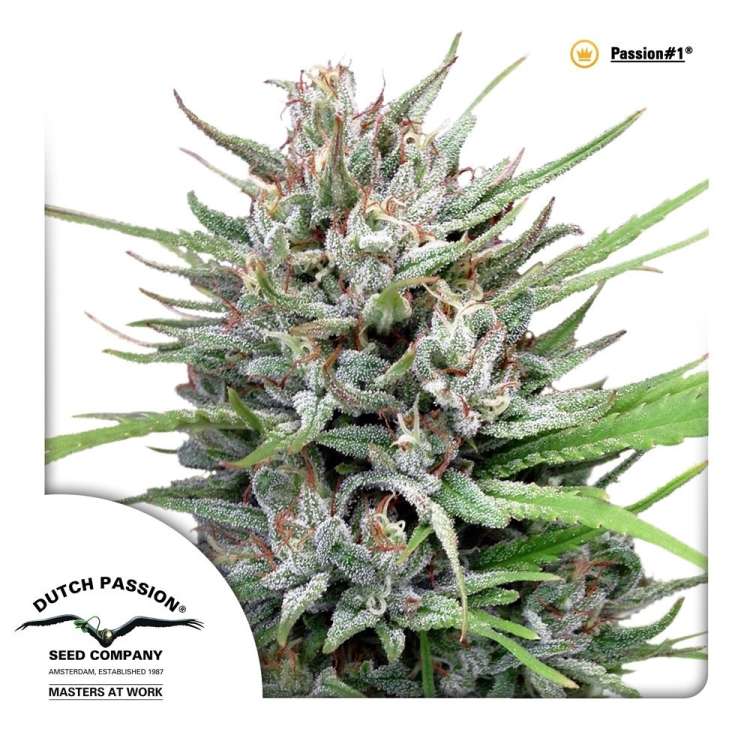 Passion #1 cannabis flower bud and Dutch Passion logo in the left lower corner
