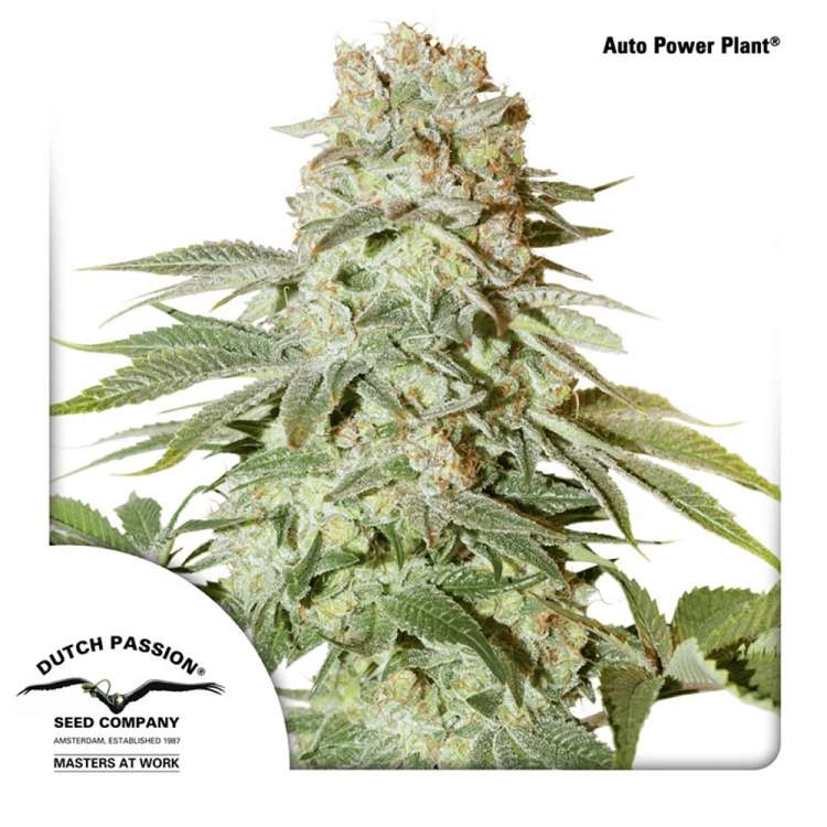 Power Plant cannabis flower bud with dutch passion logo in the left lower corner