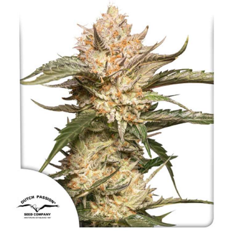 Dutch Passion / AUTO / Trichome and Cream