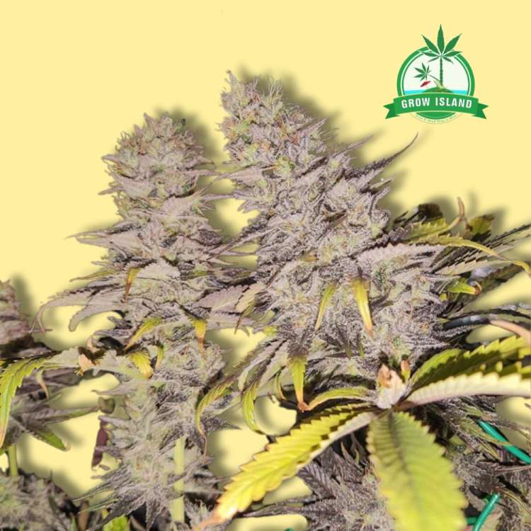 Black Lebanon cannabis flower buds with yellow background and green grow island logo in the right upper corner