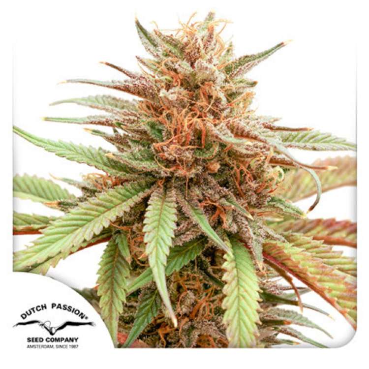 Durban Dew cannabis flower in orange shade and Dutch Passion logo in the left lower corner