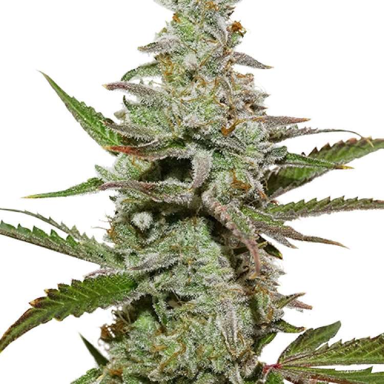 Amsterdam Amnesia cannabis flower bud