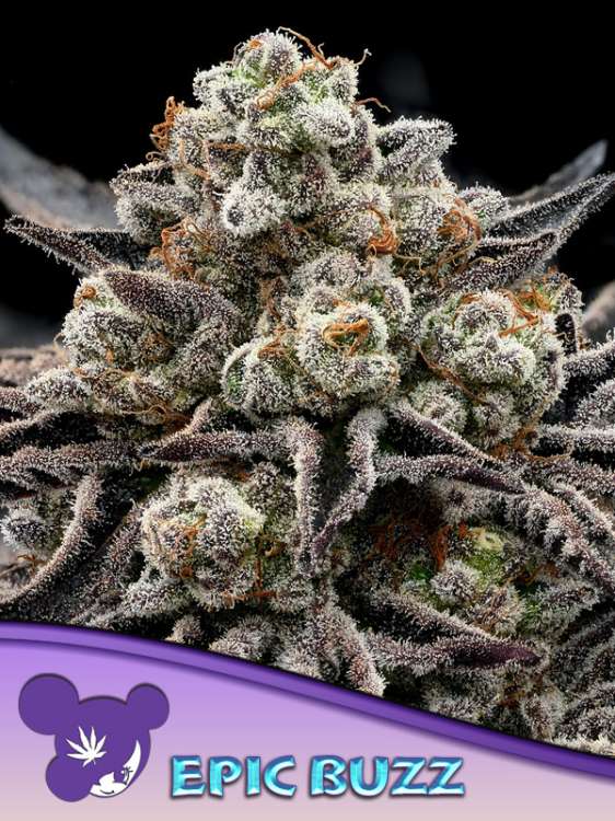 EPIC BUZZ Cannabisblüte mit schwarzem Hintergrund und dem Logo einer lilahaarigen Frau von Anesia Seed in der linken unteren Ecke