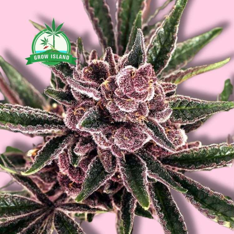 Tropical Fuel cannabis flower bud from Exotic Seed with hell rose background and green Grow Island logo in the left upper corner