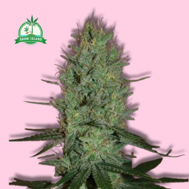 Amnesia Haze  hemp flower long bud with pink background and green Grow Island logo in the left corner