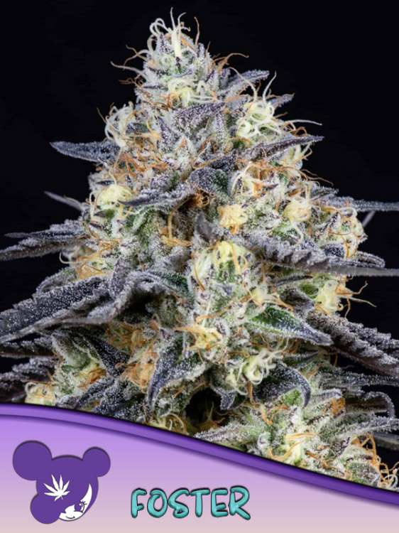Foster-Cannabisblüte mit schwarzem Hintergrund und dem Logo einer lilahaarigen Frau von Anesia Seed in der linken unteren Ecke