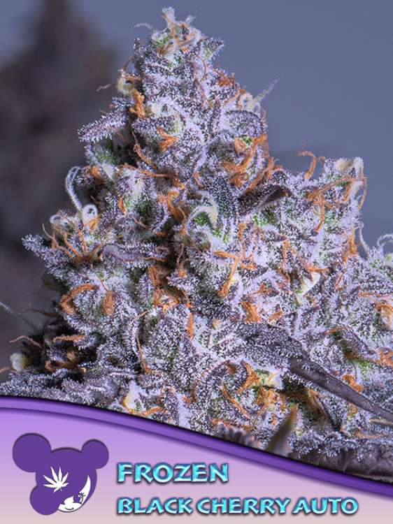 Cannabisblüte „Frozen Black Cherry“ vor violettem Hintergrund und dem Logo von Anesia Seed mit einer lilahaarigen Frau in der linken unteren Ecke.