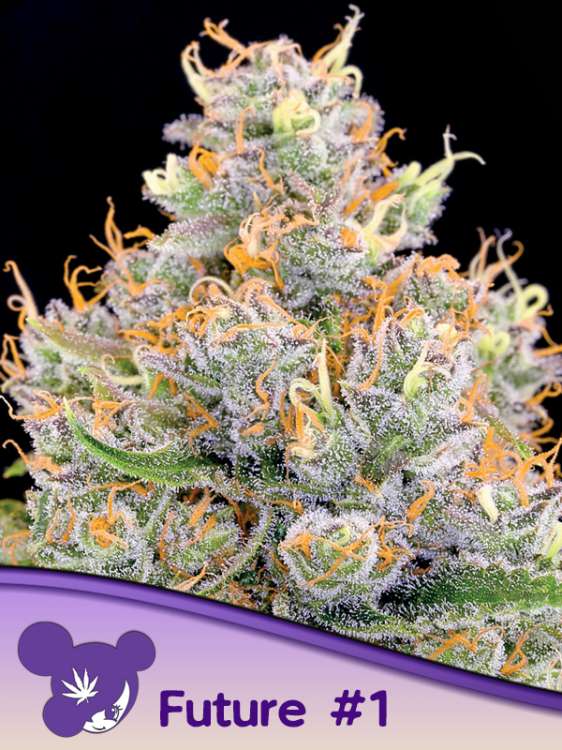Future 1 kannabisz virágrügy fekete háttérrel és lila hajú hölgy arcú logóval az Anesia Seedtől a bal alsó sarokban