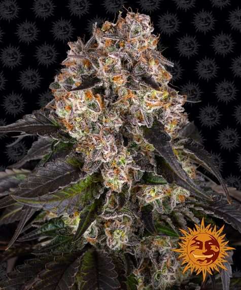 Girl Scout Cookies cannabis flower bud with black background and orange barneys farm sun logo in the right lower corner