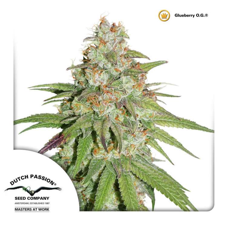 Glueberry OG cannabis flower bud and Dutch Passion logo in the left lower corner