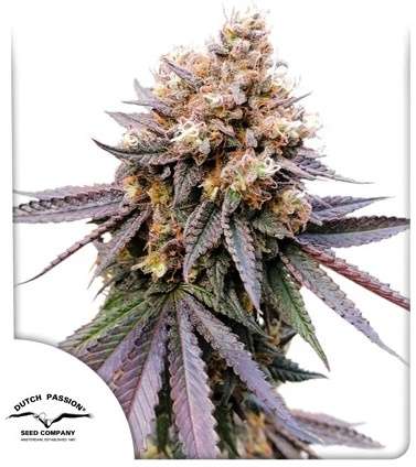 GMO Fast cannabis flower with Dutch Passion logo in the left lower corner