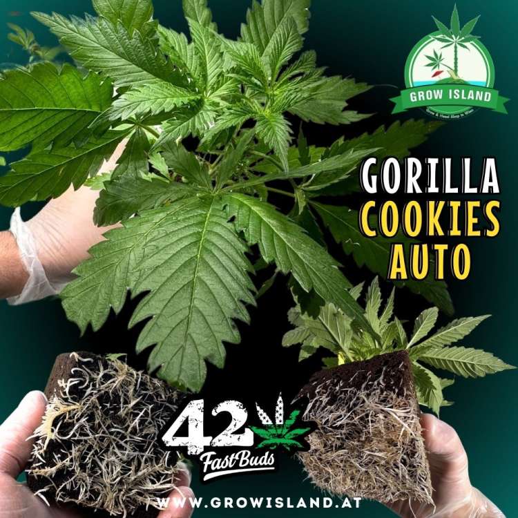 3 hands showing Gorilla Cookies auto seedling and roots with dark green background, green grow island logo in the upper right corner, Fast buds logo in the lower middle, seedling name text in the right middle and growisland.at downside