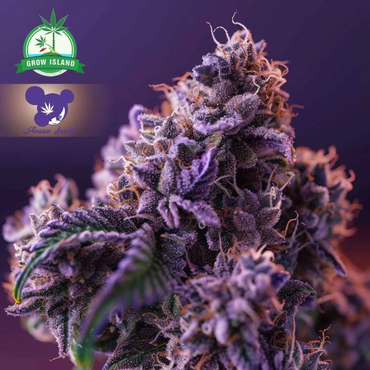 Die Cannabisblüte „Blackberry Moonrocks“ von Anesia Seed ist auf lila Hintergrund abgebildet und zeigt ein Frauengesicht mit lila Haaren. In der linken oberen Ecke befindet sich das Logo der grünen Anbauinsel.