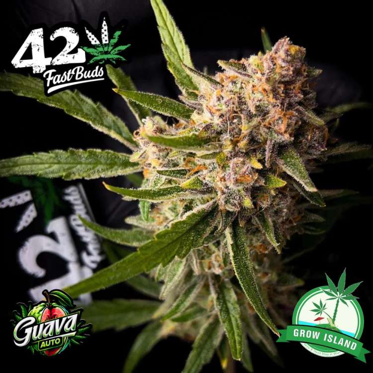 Guava hemp flower bud