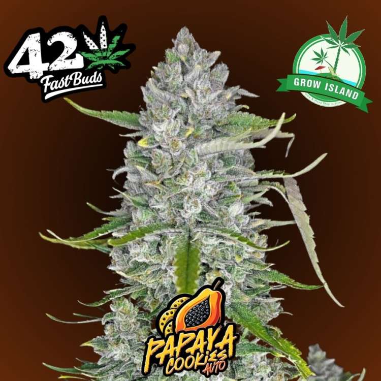 Papaya Cookies hemp flower bud