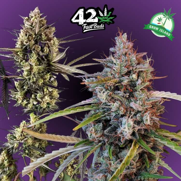 Pound Cake hemp flower two long buds