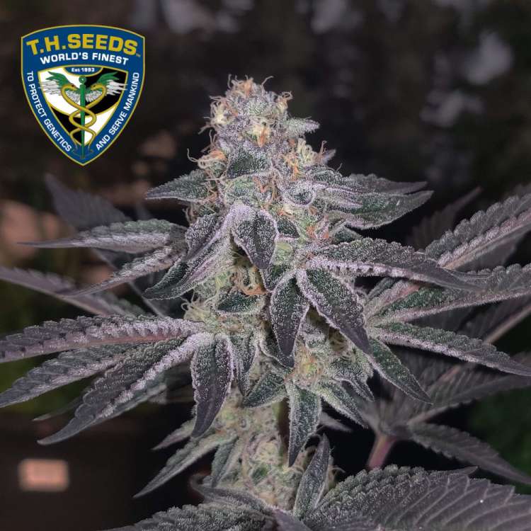 Stracciatella hemp flower bud