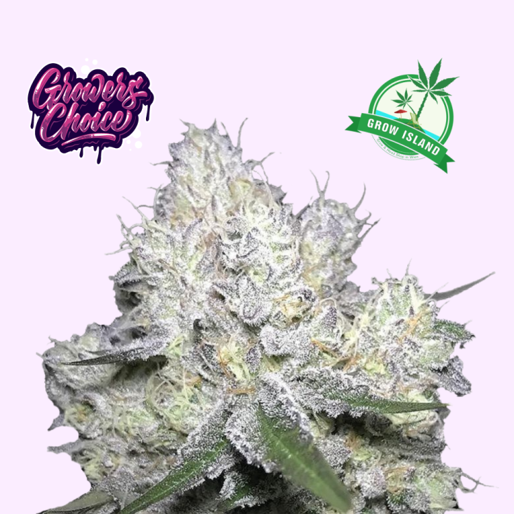 Blue Forest Berry hemp flower bud