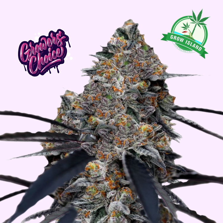 San Fernando Valley x The Purps hemp flower bud