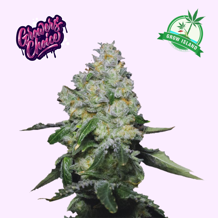 Tropical Cookies hemp flower bud