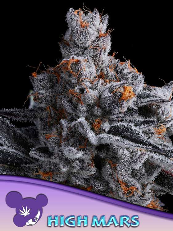 Hoch aufragende MARS-Cannabisblüte vor schwarzem Hintergrund mit dem Logo von Anesia Seed, das eine lilahaarige Frau zeigt, in der linken unteren Ecke