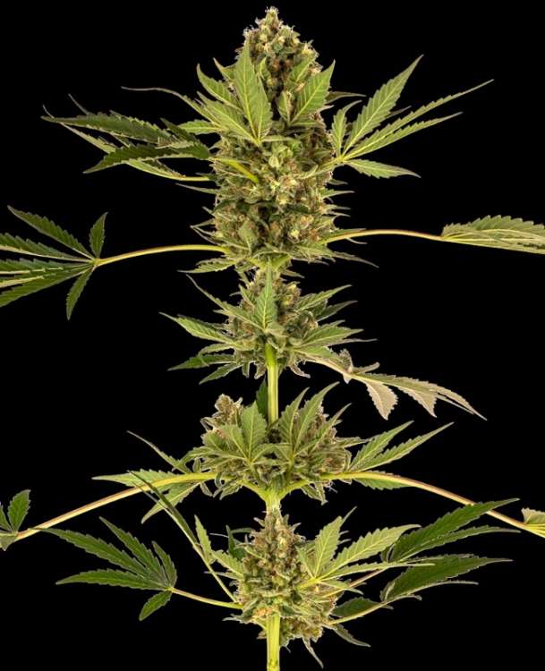 Himalayan CBD hemp flower, more smaller buds