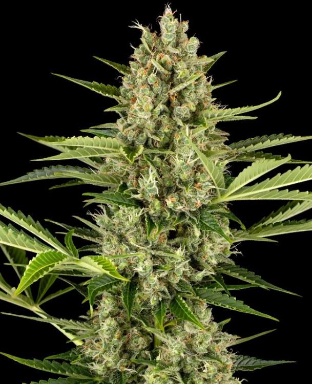 Jack Herer hemp flower bud