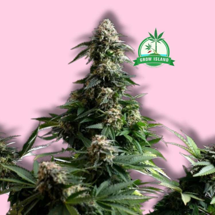 Amnesia Dream XL cannabis flower bud from Kannabia with hell rose background and green Grow Island in the right upper corner