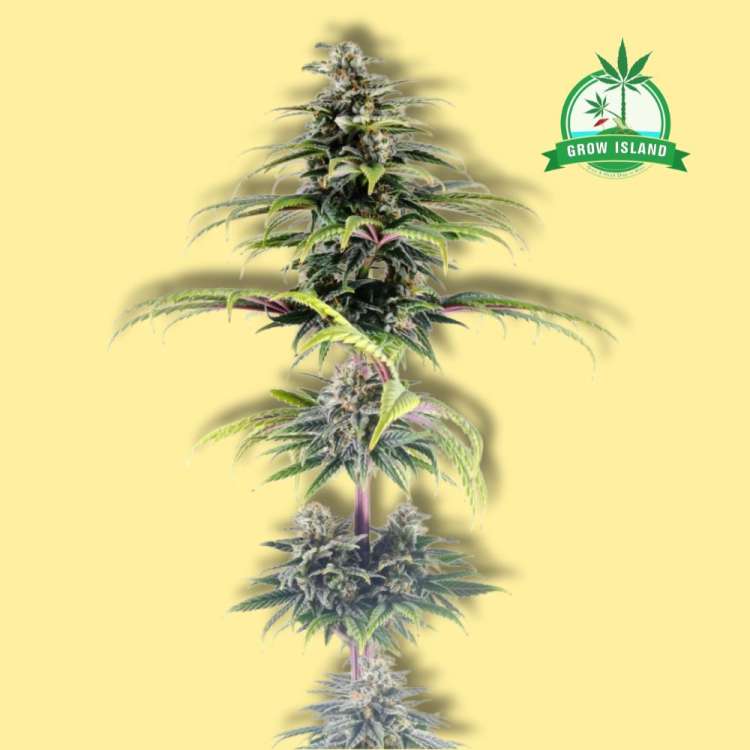 CBG Autoflowering cannabis flower bud from Kannabia with yellow background and a green Grow island logo in the right upper corner