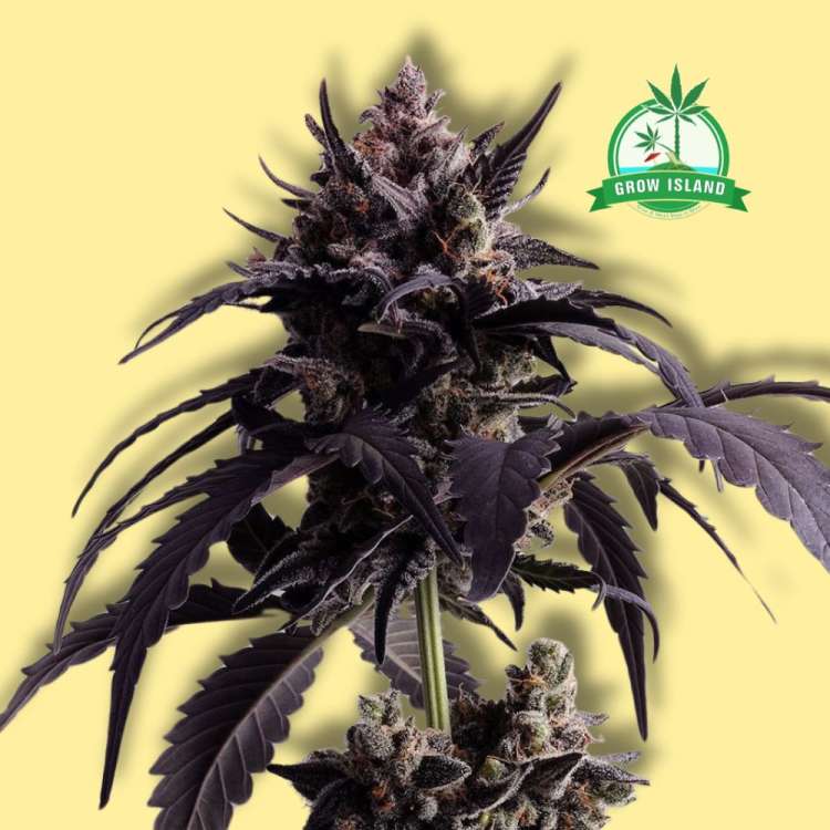 Ginger Punch auto flowering cannabis bud from Kannabia with yellow background and green Grow Island logo in the right upper corner