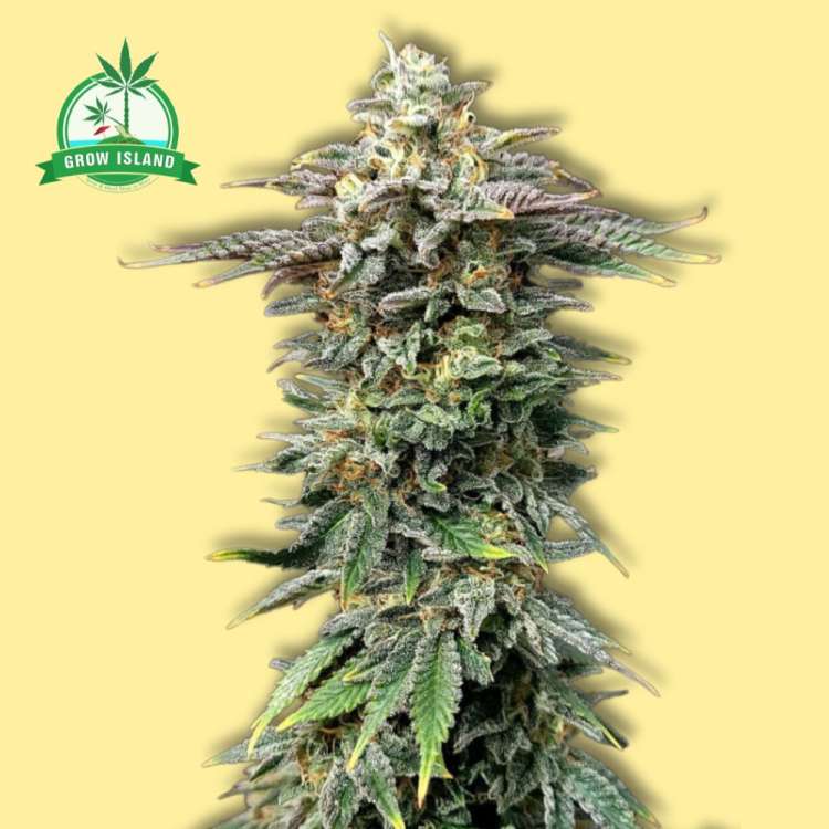 Cherry Dream feminized cannabis flower taller thicker bud from Kannabia with yellow background and  green Grow Island logo in the left upper corner