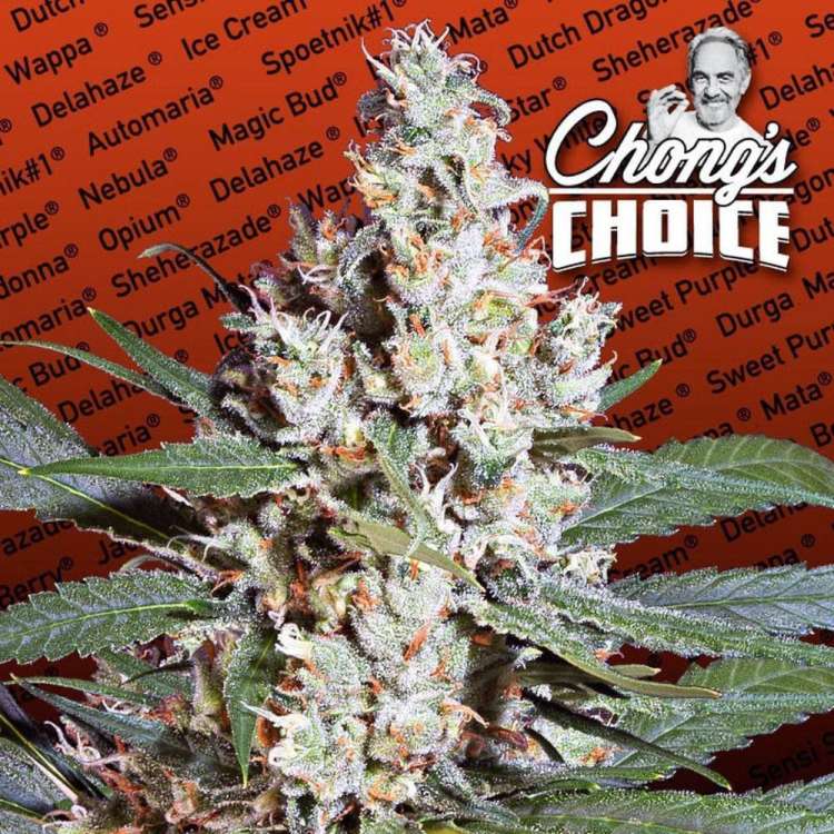 L.A. Amnesia hemp flower bud