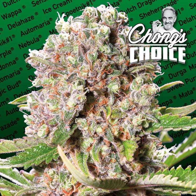 Mendocino Skunk hemp flower bud