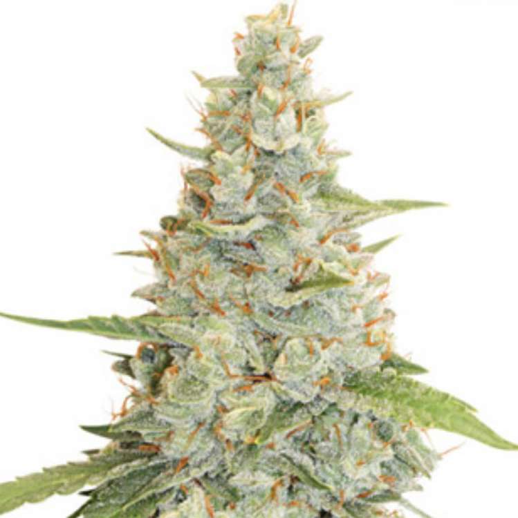 Meringue cannabis flower bud