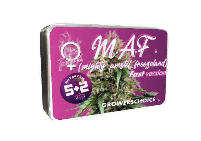 Mighty Amstel Freezeland MAF  seed box with hemp flower bud picture