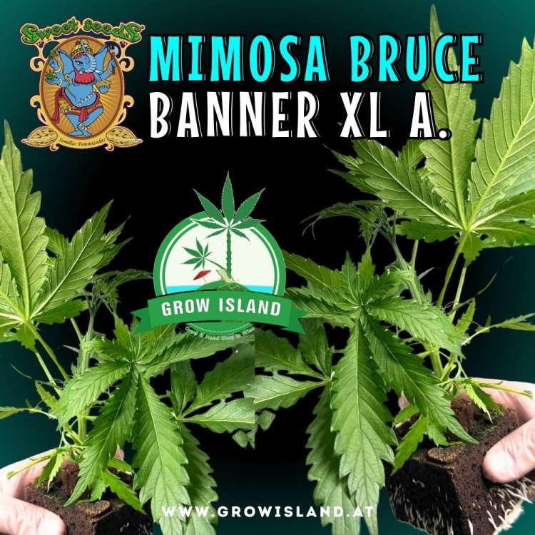 two hands holding two Mimosa Bruce Banner XL Auto seedling with dark green background, green grow island logo in the middle, sweet seeds elephant logo in the left upper corner, seedling name text in the upper middle
