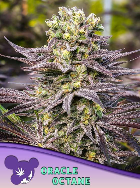 Eine Cannabisblüte der Sorte Oracle Octane mit violetten und grünen Blättern im Hintergrund sowie dem Logo von Anesia Seed mit dem Gesicht einer Frau mit violetten Haaren in der linken unteren Ecke.