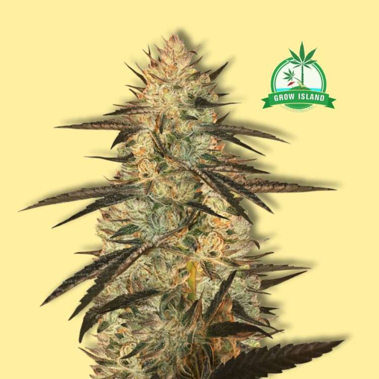 Blueberry Ghost OG Autoflowering cannabis flower bud with yellow background and green Grow Island logo in the right upper corner
