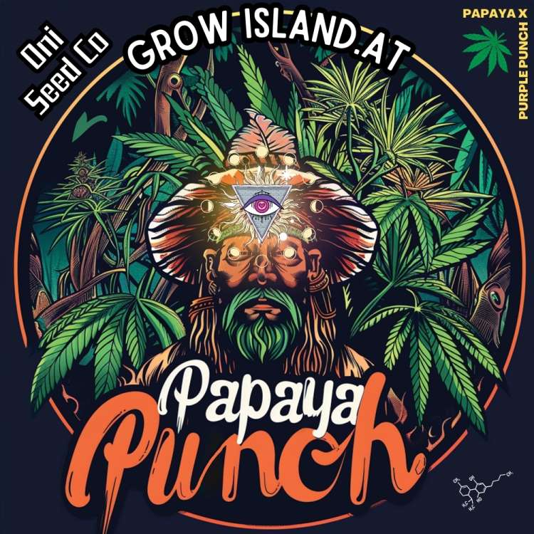 Papaya Punch Logo — ein Schamane mit drittem Auge und braunem Hut, im Hintergrund Cannabispflanzen.