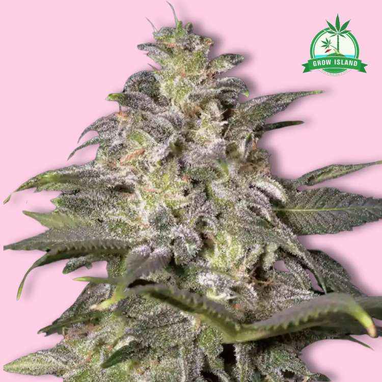 Magic Bud hemp flower long bud with pink background and green Grow Island logo in the right corner