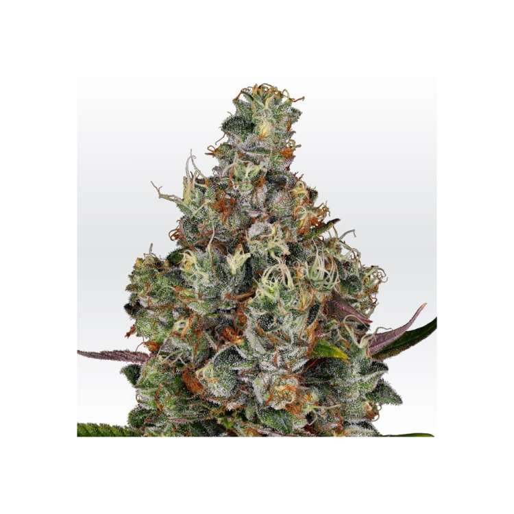 Rainbow Road hemp flower bud