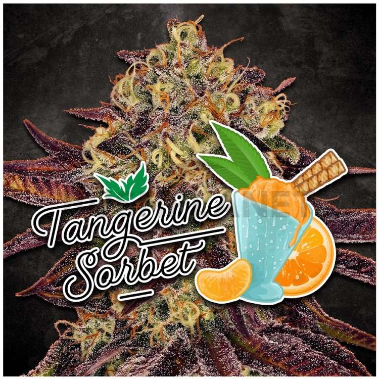 Tangerine Sorbet logo and hemp flower bud in the background